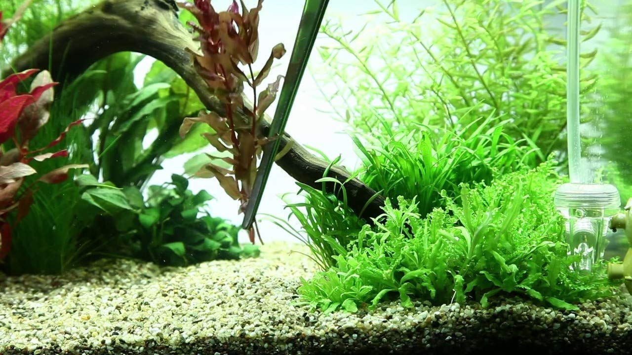 Rengvo Long Feeding Tongs Aquarium Tweezers, Stainless Steel Straight Aquascaping Tweezer for Fish Tank Aquatic Plants, Extra Long Tweezer :12" Long