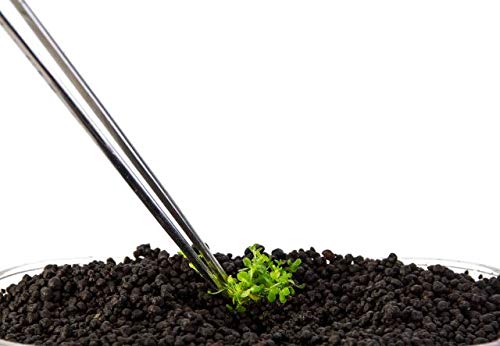 Rengvo Long Feeding Tongs Aquarium Tweezers Stainless Steel Straight Aquascaping Curved Tweezer for Fish Tank Aquatic Plants :12" Long